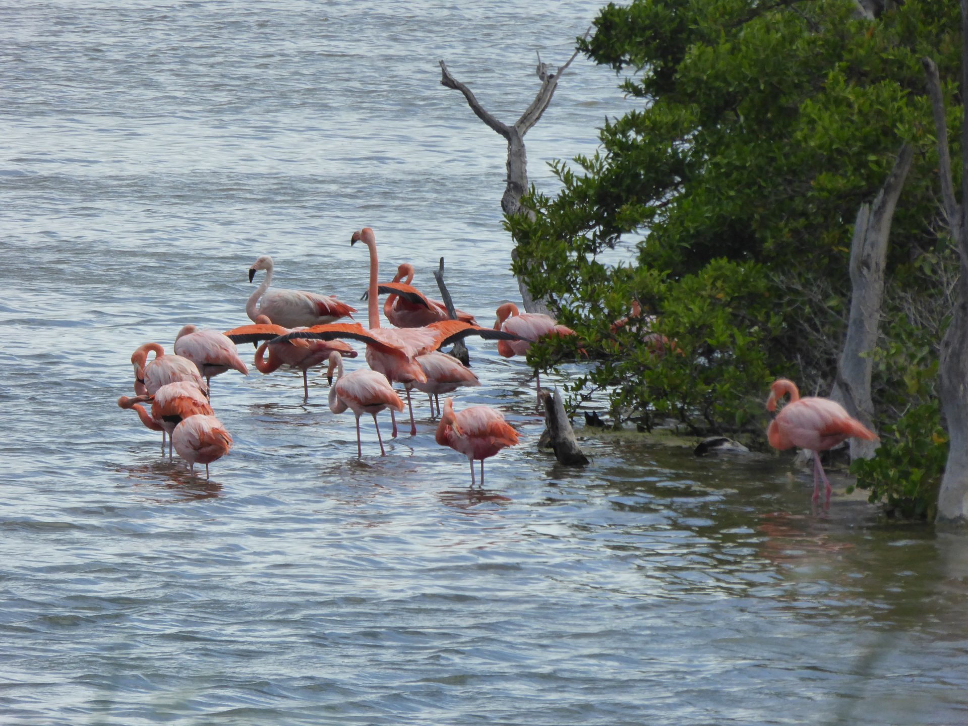  Foto The Unique Fauna of Galapagos