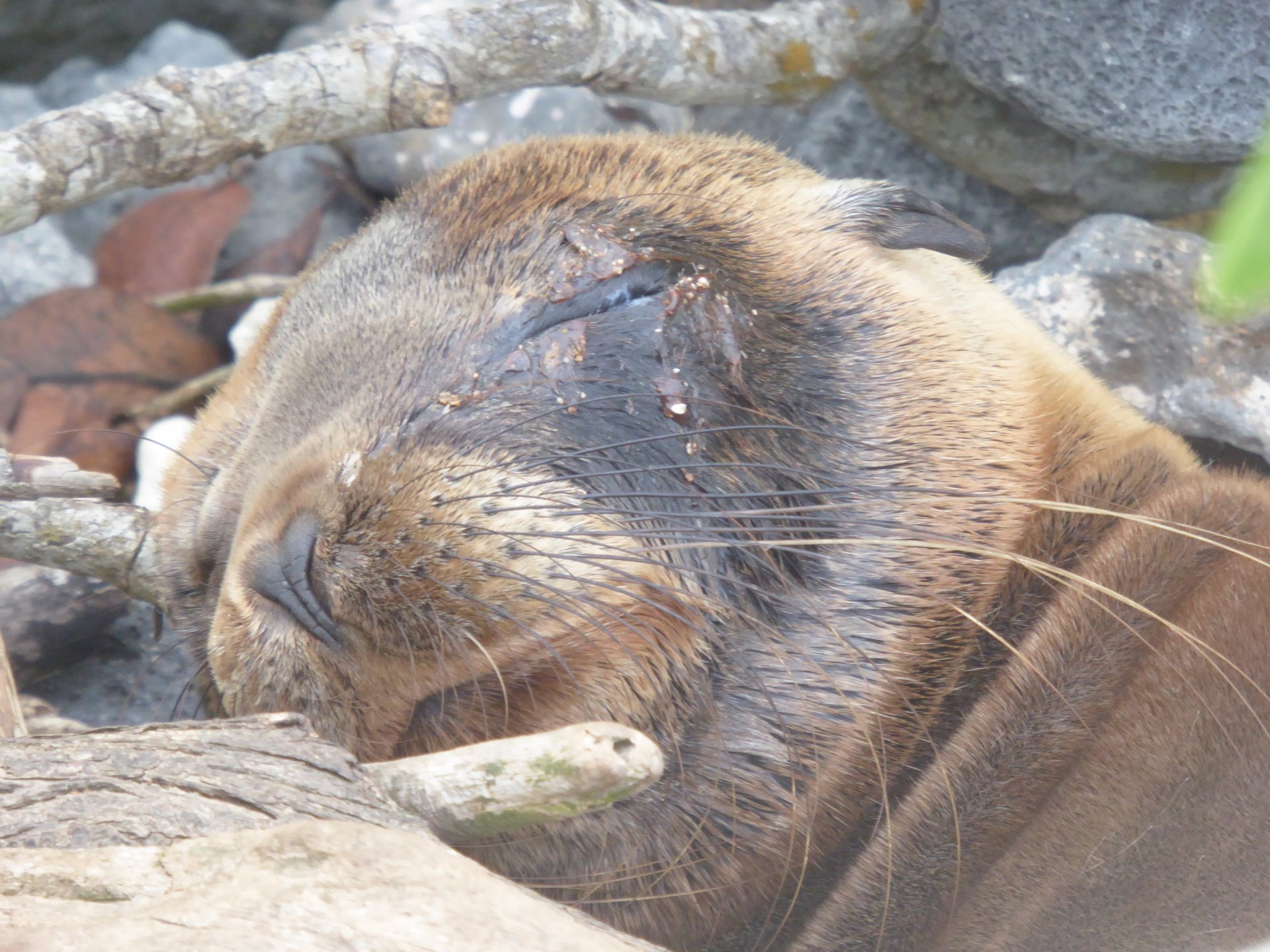 La Fauna Única de Galápagos